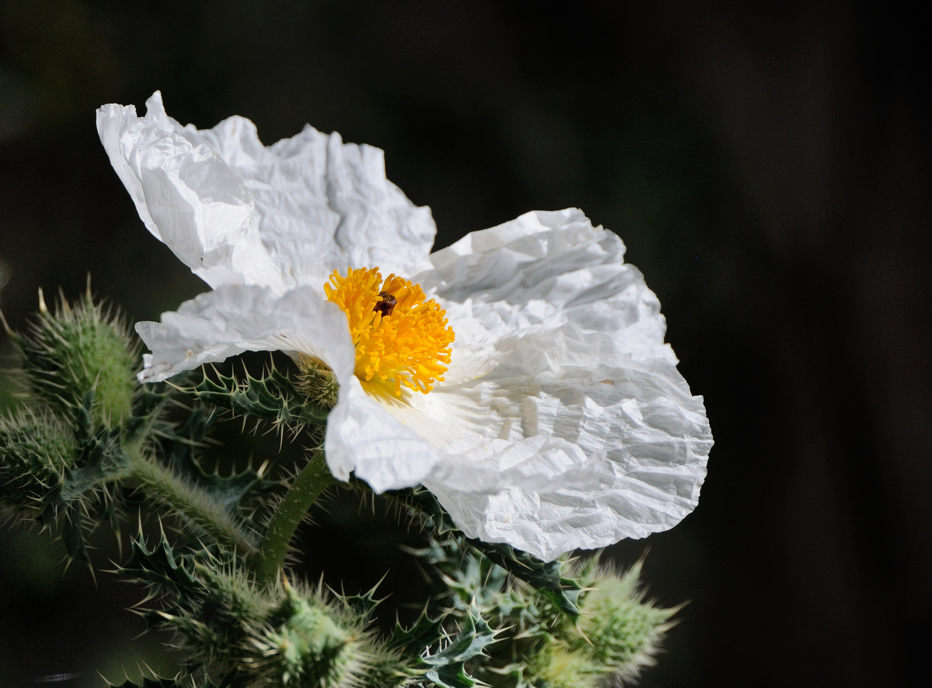 Prickly Poppy